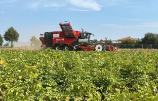 Aardappelprijzen in Nederland en Duitsland lopen voorop