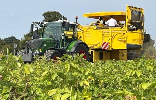 Duits ministerie rekent op 6 procent minder aardappelen per hectare