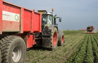 Matige opbrengsten van flageolets in Oldambt