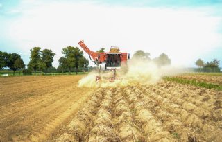 Aardappeloogst schiet ook in omringende landen op