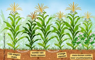 Maisrassen moeten passen bij veehouder