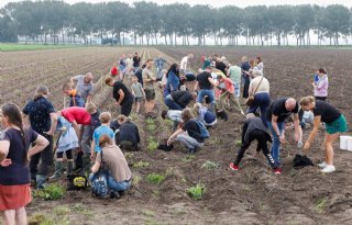 Duizenden kilo's aardappelen voor voedselbanken op Nationale Aardappelrooidag