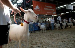 Dit zijn de kampioenen van de nationale geitenkeuring