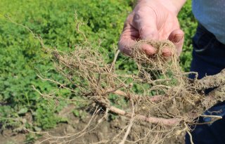 'Met juiste rassen kan stikstofgift aardappelen nog lager'