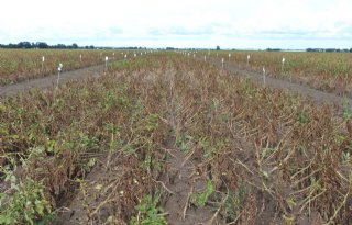 Gerichte bestrijding alternaria houdt aardappelgewas langer productief