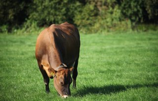 Hoe kan doelsturing vorm krijgen?