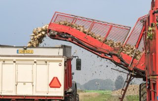 Sector sorteert voor op lagere bietenprijs