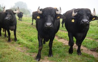 Tot nu toe alleen MKZ op waterbuffelbedrijf in Duitsland