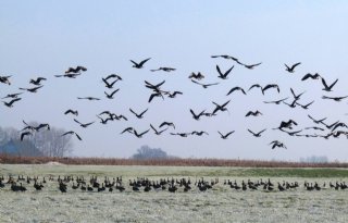 ZLTO: 'Extra geld voor ganzenschade in Zeeland geboren uit armoede'