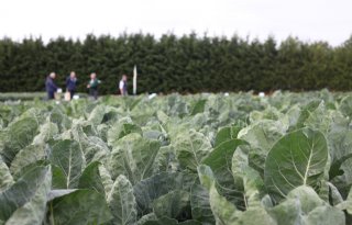 Groentegewassen weerbaarder maken tegen weersextremen