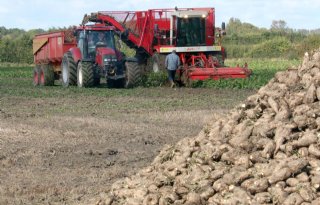 Zeeuwse cichoreiteler tevreden over oogst: 50 ton per hectare