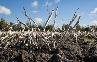 Aardappeloogst pas halverwege in België