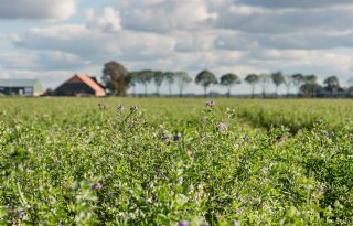 Vergoeding stikstofbindende gewassen in ecoregeling omlaag