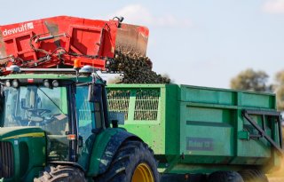 België verwacht aardappeloogst van 4,55 miljoen ton