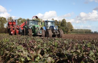 Rode bieten trekken goed bij na forse hagelschade