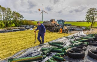 Flinke verschillen in hakselmoment mais