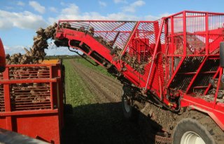 Sensus meldt vlotte start van cichoreicampagne