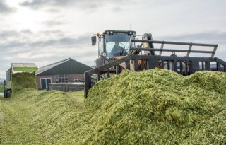 Maismeetnet-deelnemer wil groene en smakelijke plant in de kuil