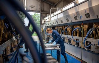 Melkproductie en levensduur rundveestapel stabiliseren