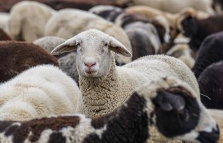 Waalse veehouders krijgen steun voor schade door blauwtong