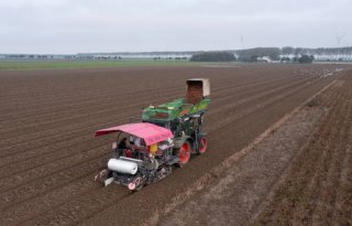 Tulpenbollen planten verloopt vlot