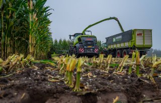 Enorme oogst nieuwe rassen op maislijst