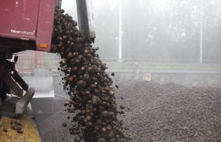 Campagne Avebe draait op volle toeren: zetmeelpercentage 20,5 procent