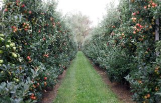 BioMasters wil meer biologische fruittelers aan zich binden