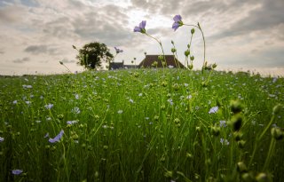 Behoud cultuurlandschap Waddenkust krijgt extra boost