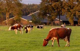 Melkveesector onderzoekt eigen krimpplan