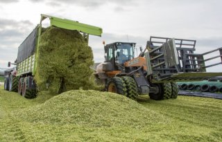 Kwaliteit mais beter dan verwacht