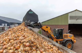 Uienexport vergroot voorsprong ten opzichte van vorig jaar