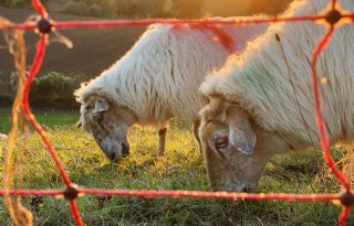 LTO Nederland: NVWA schaadt vertrouwen van boer in overheid