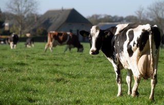 Droog weer houdt koeien in de wei