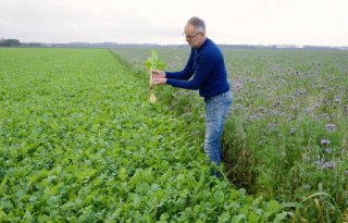 Aanpassen aan klimaatverandering: Wim Stegeman pioniert met groenbemesters