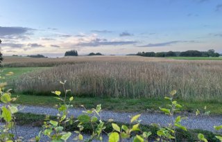 Denemarken sluit ambitieus landbouwakkoord