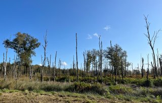 Kwart eeuw grasland om Brabantse natuur te ontlasten