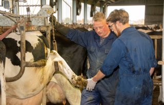 Klauwgezondheid in zeven stappen in de vingers