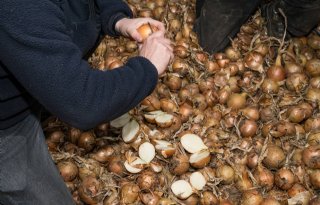 Hoge bacteriedruk maakt uienbewaring spannend