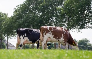 Kruisingen zijn voor veel boeren geschikt