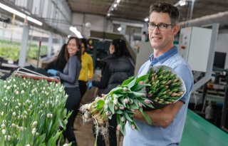 Innovatie reden voor lage kostprijs van tulp