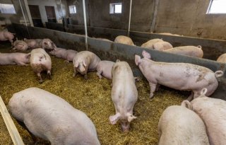 Biovarkenshouders vieren 25-jarig jubileum: 'Ledenaantal blijft oplopen'