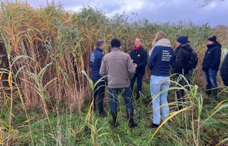 Afzetgarantie legt stevige bodem in markt van miscanthus