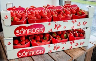 Hybride aardbei Sonrosa klaar voor productie