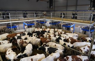 Storing kan wel even wachten bij batch milking