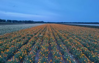 RVO kwalificeert bloemzaad als rustgewas, telers zijn blij