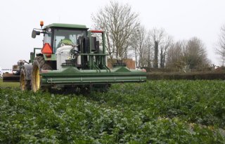 Verhoogt een hitteshock de weerbaarheid van planten?