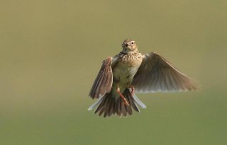 1,2 miljoen euro voor extra agrarisch natuurbeheer in Zeeland