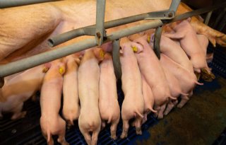 Leren om signalen van bijterij bij varkens op te pikken