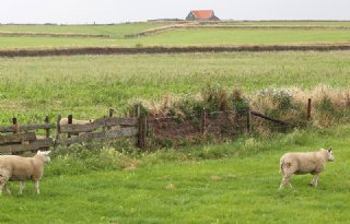 Boeren tekenen voor oprichting eerste zoetwatercoöperatie op Texel